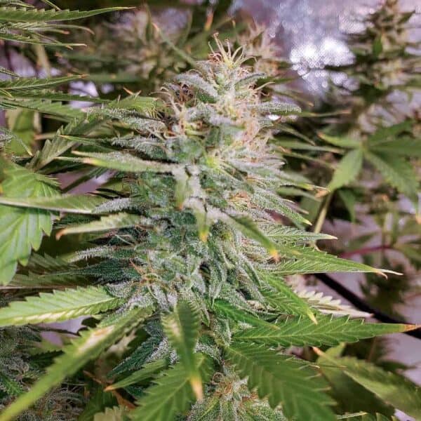 Son Goku Regular Cannabis Seeds